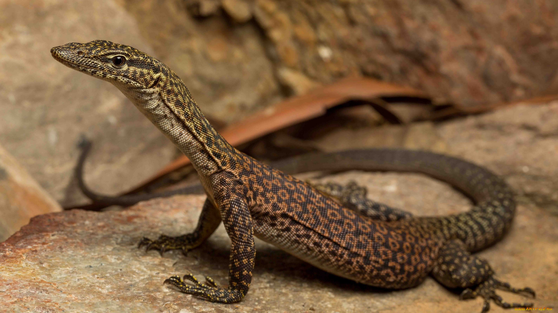 животные, Ящерицы, , игуаны, , вараны, варанчик