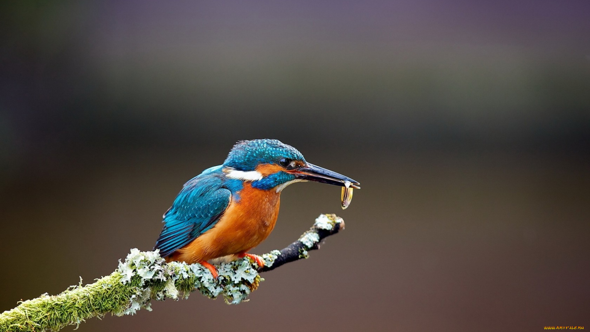 животные, зимородки, птица, рыбка, ветка, зимородок, добыча, лишайник