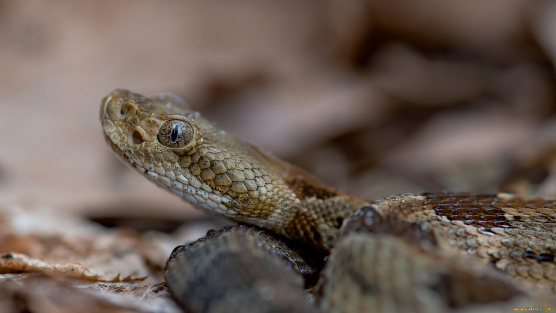 животные, змеи, , питоны, , кобры, змея