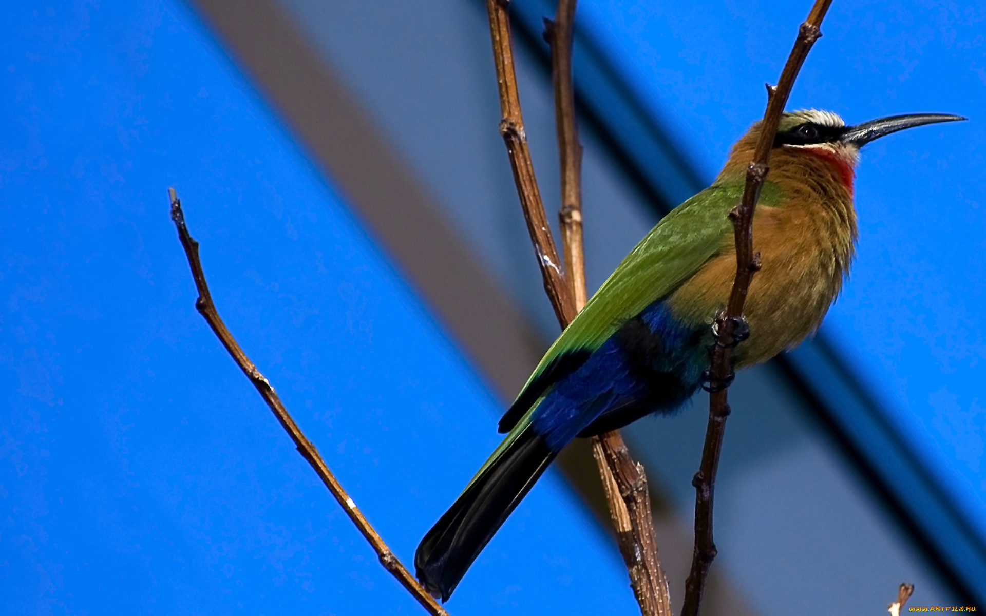 животные, щурки, , пчелоеды, клюв, ветки, птица