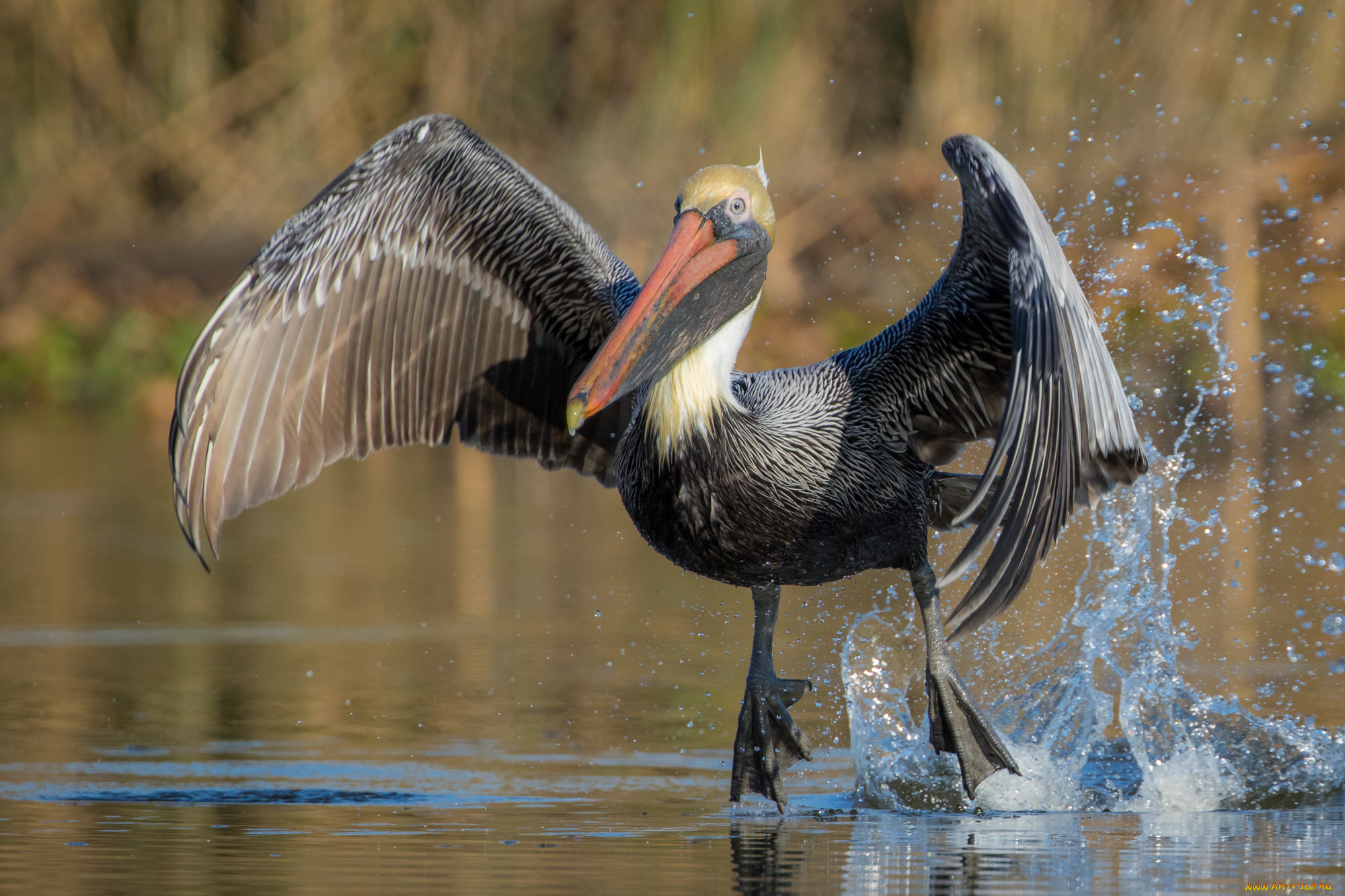 животные, пеликаны, птичка