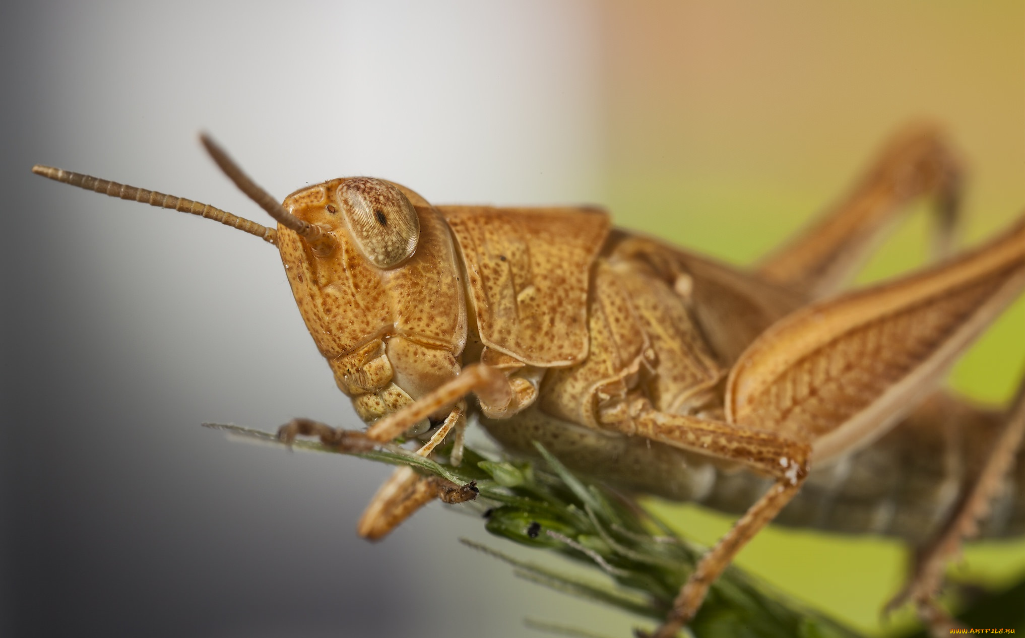 животные, кузнечики, , саранча, кузнечик
