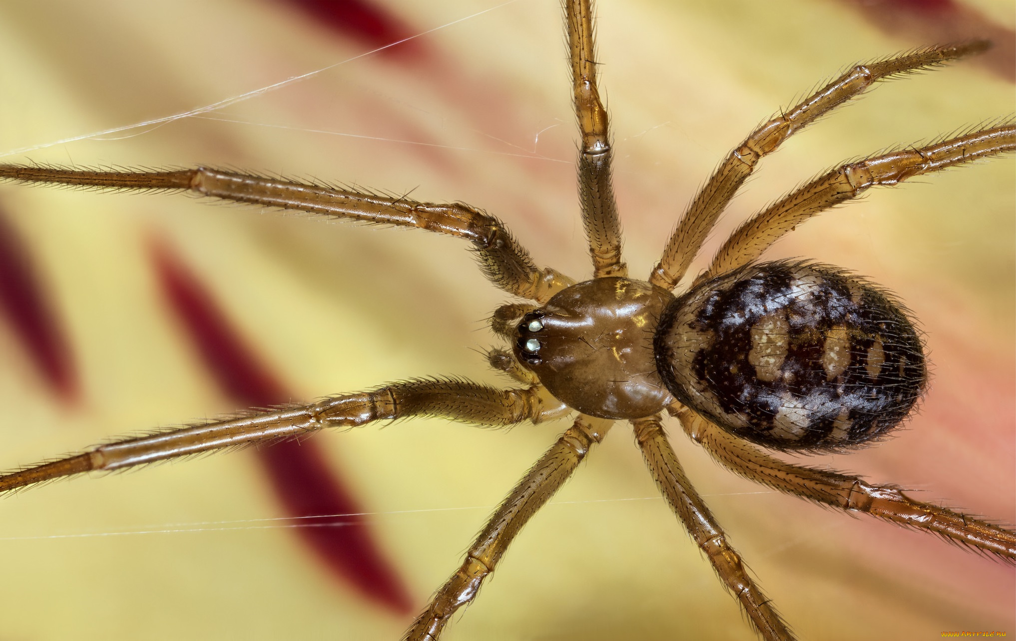 животные, пауки, паук