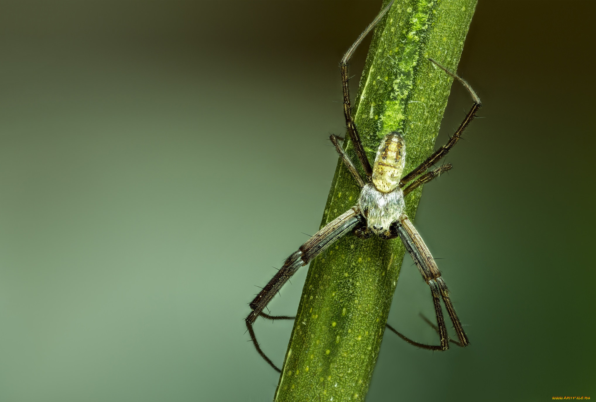 животные, пауки, паук
