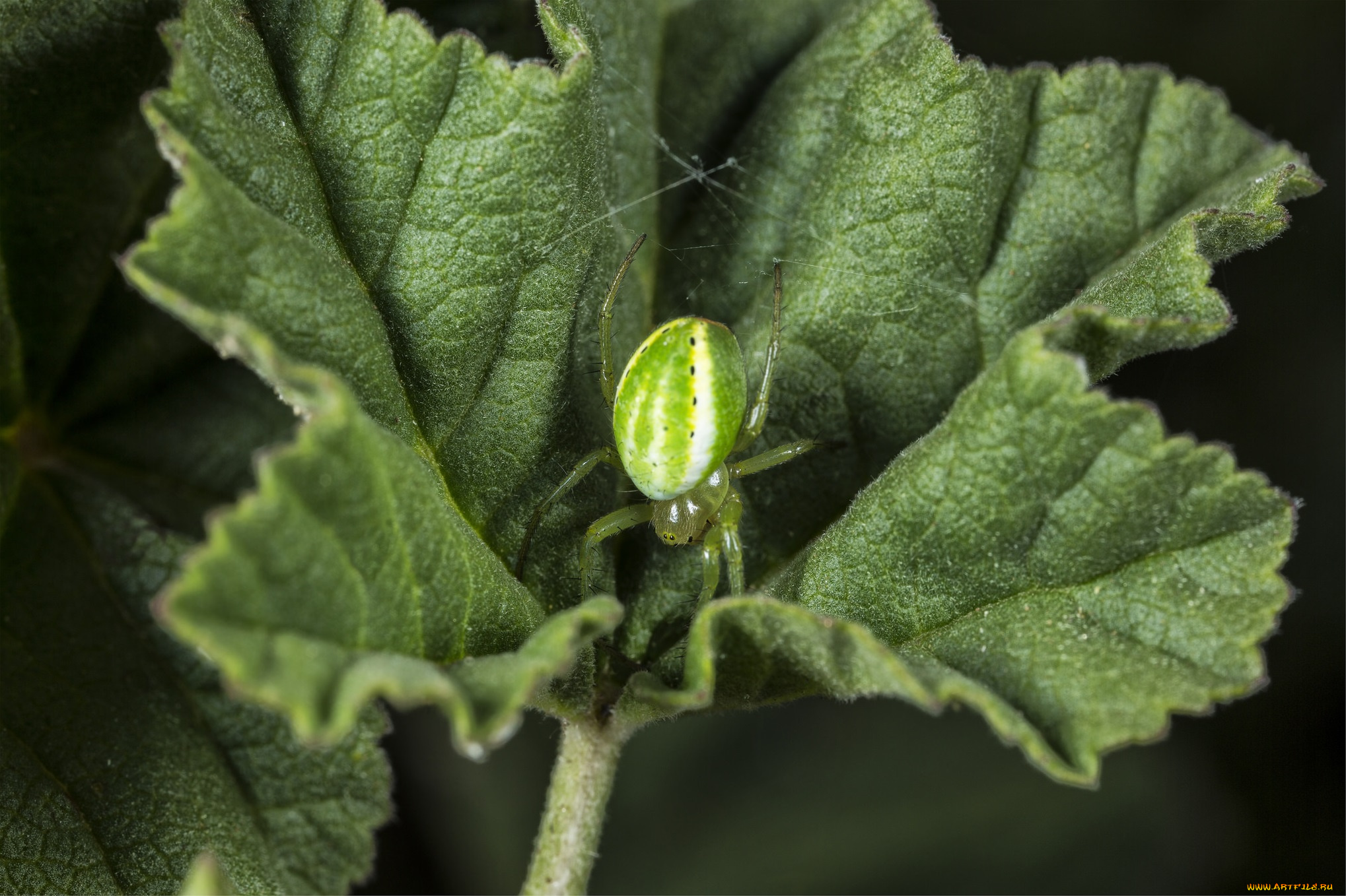 животные, пауки, паук
