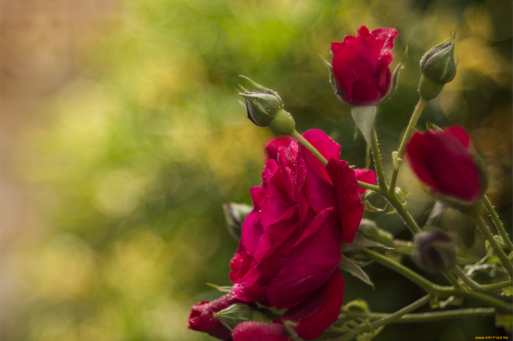 цветы, розы