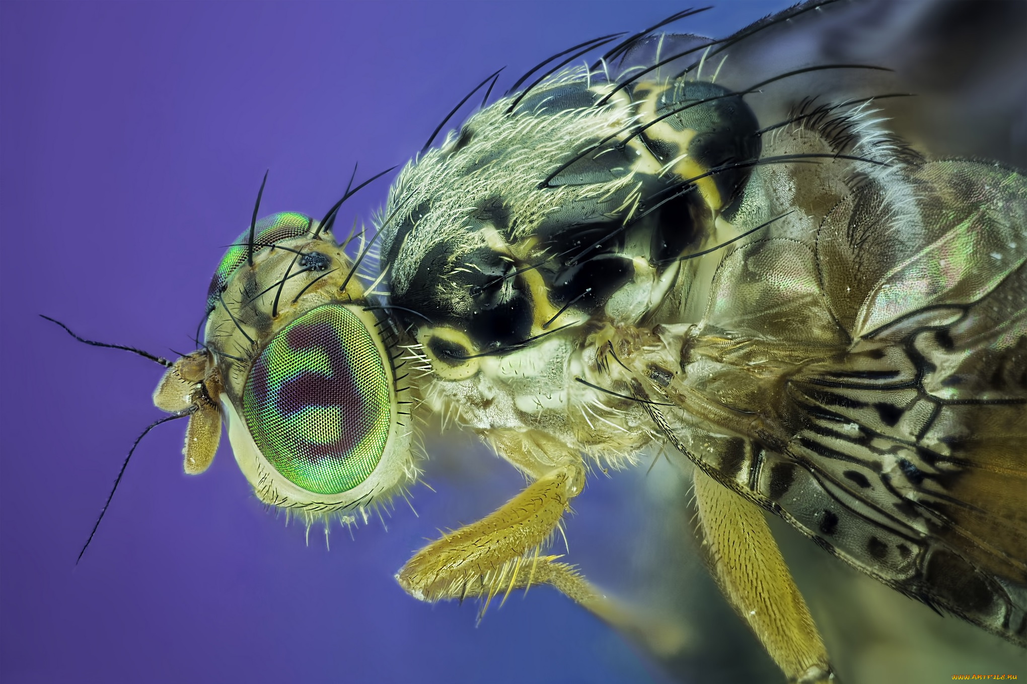 животные, насекомые, макро