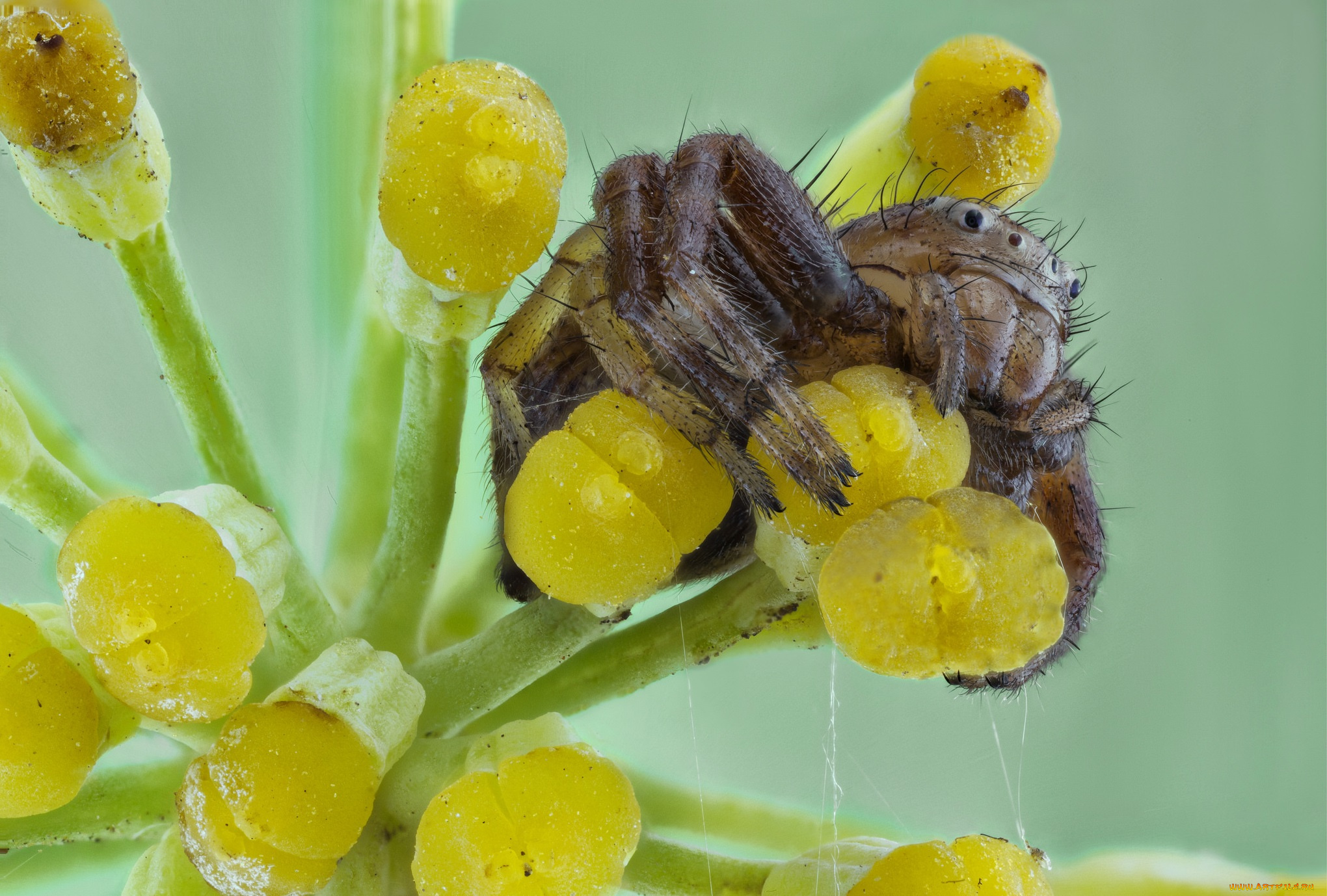 животные, пауки, паук