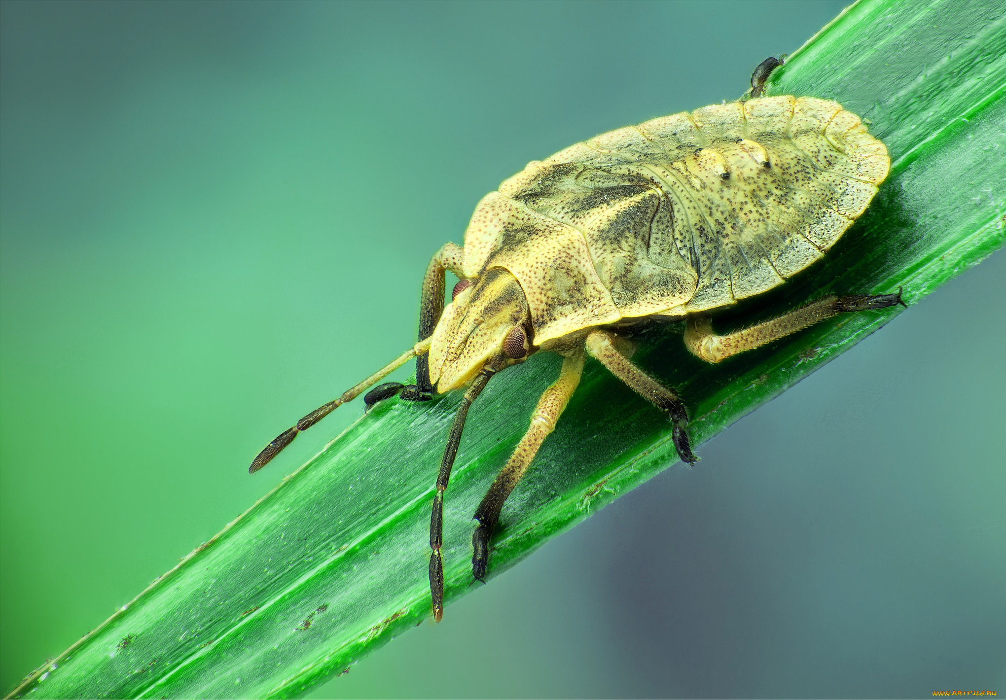 животные, насекомые, жук