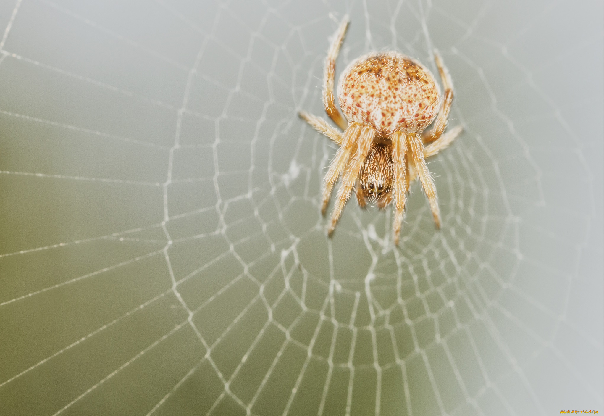 животные, пауки, паук