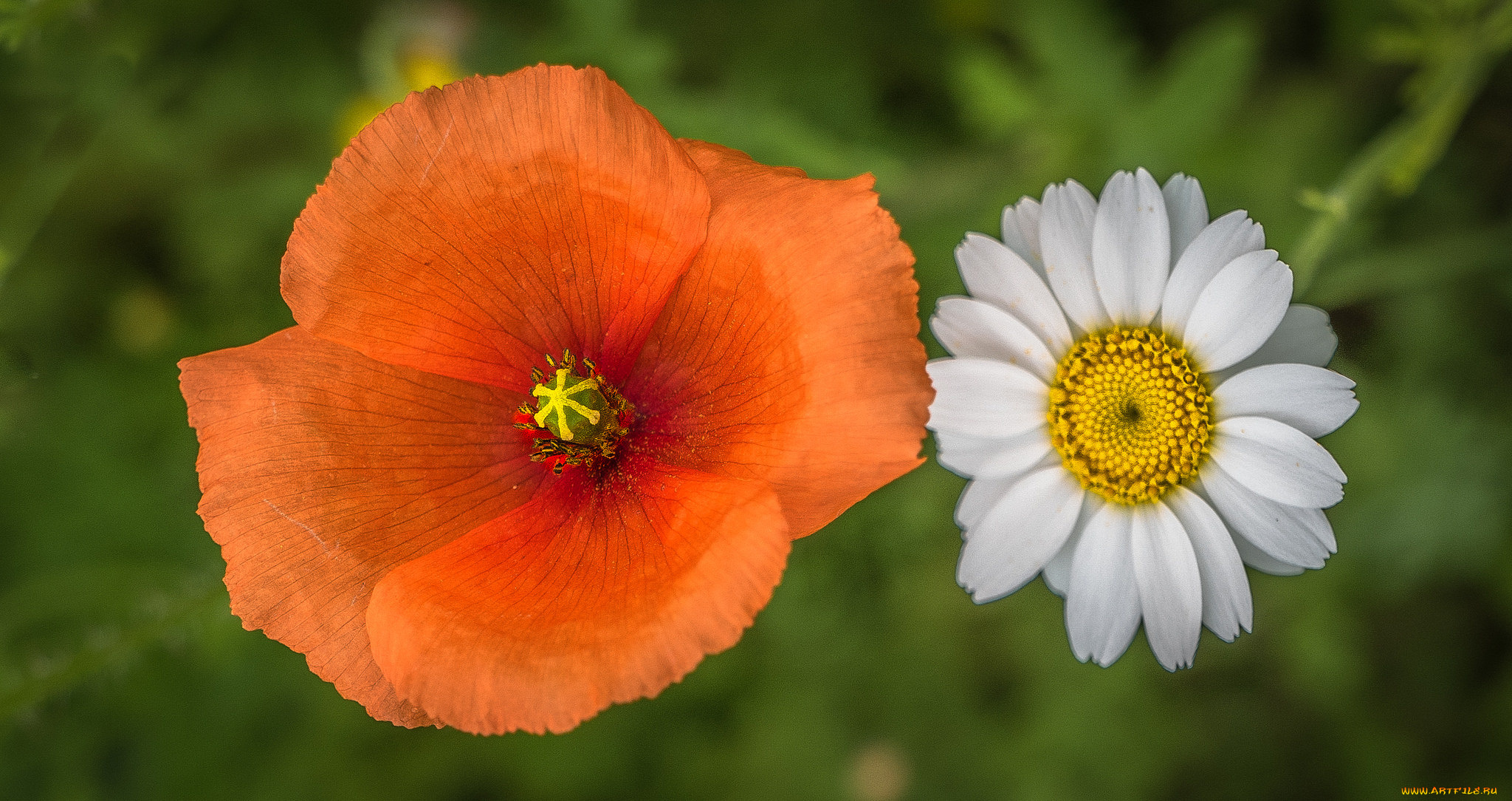цветы, разные, вместе, мак, ромашка