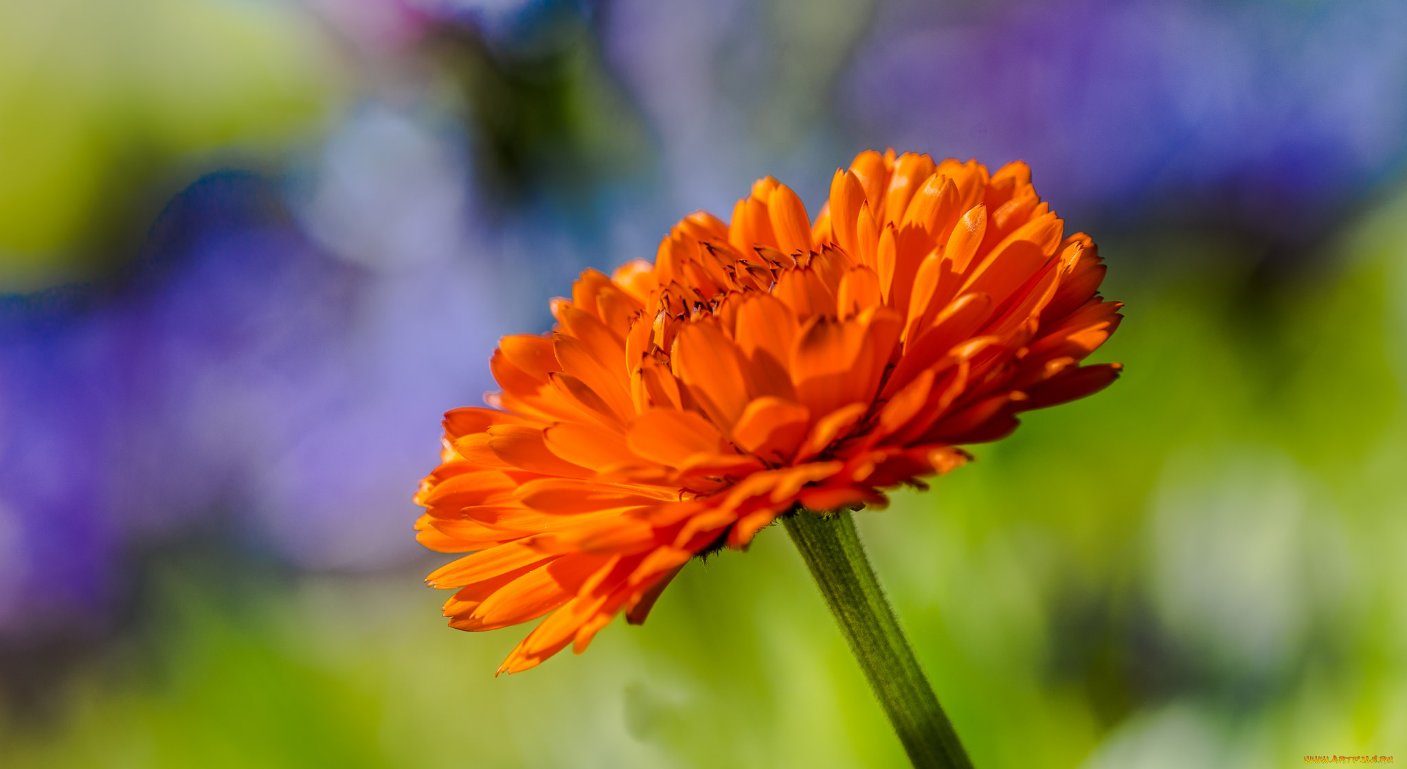 цветы, календула