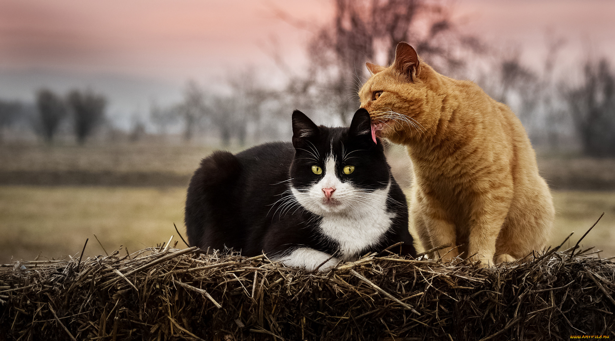 животные, коты, друзья