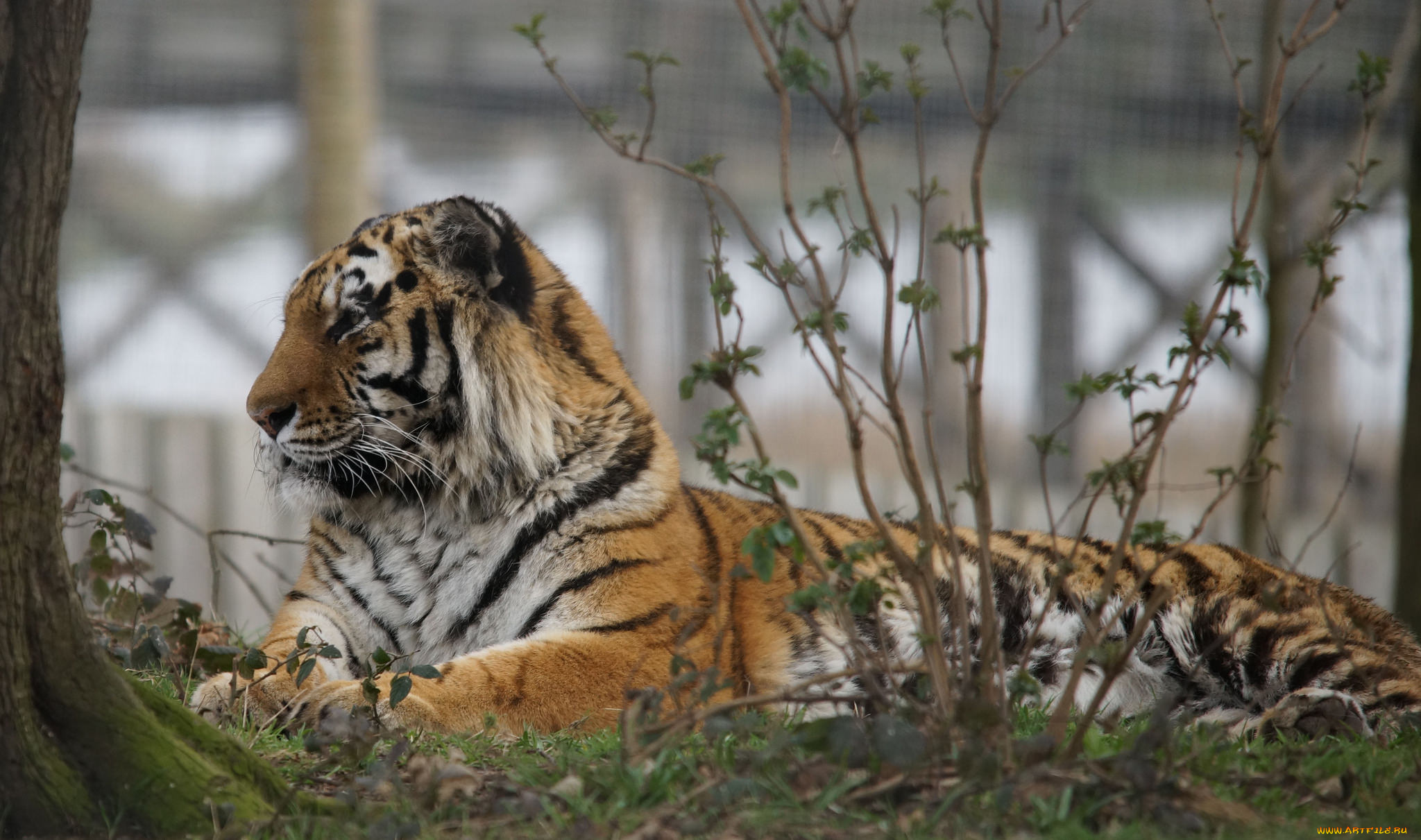 животные, тигры, тигр