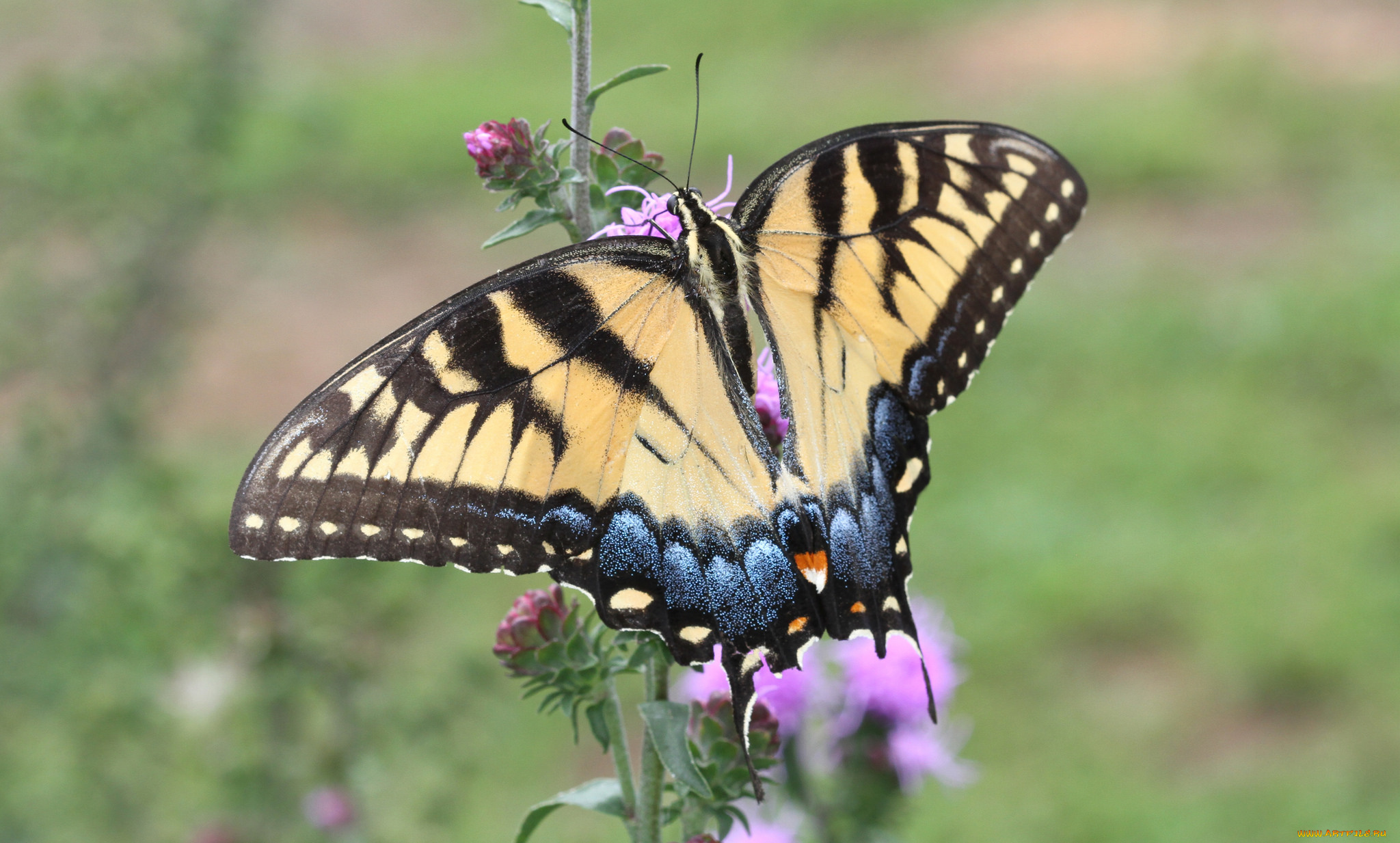 животные, бабочки, , мотыльки, , моли, бабочка