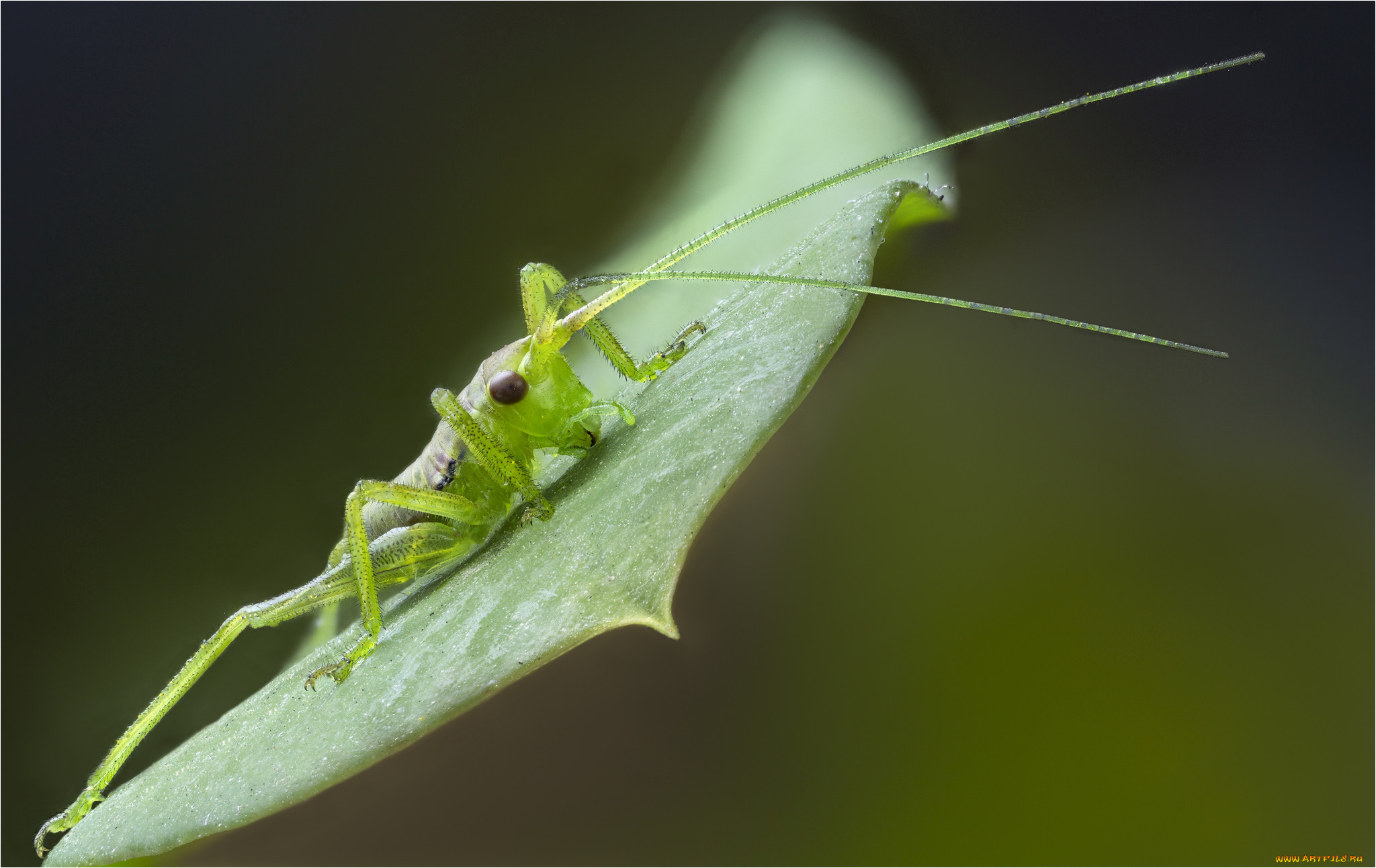 животные, кузнечики, , саранча, кузнечик