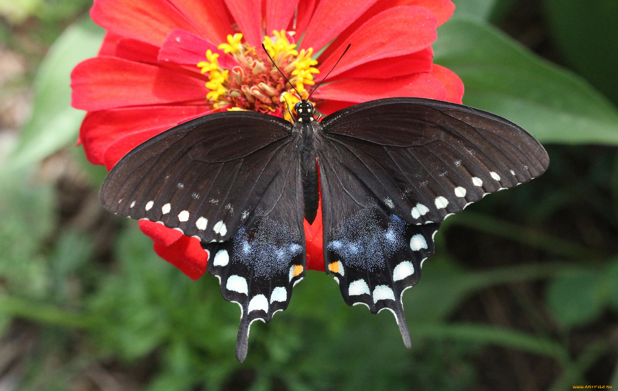 животные, бабочки, , мотыльки, , моли, бабочка