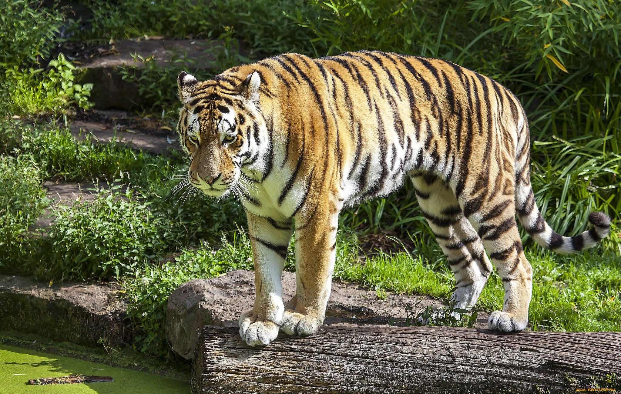 животные, тигры, тигр