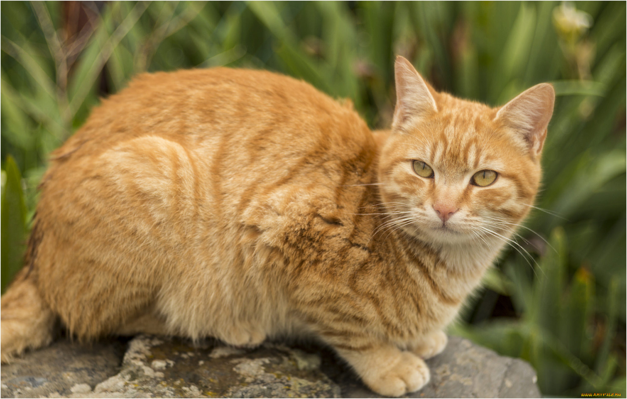 животные, коты, кот