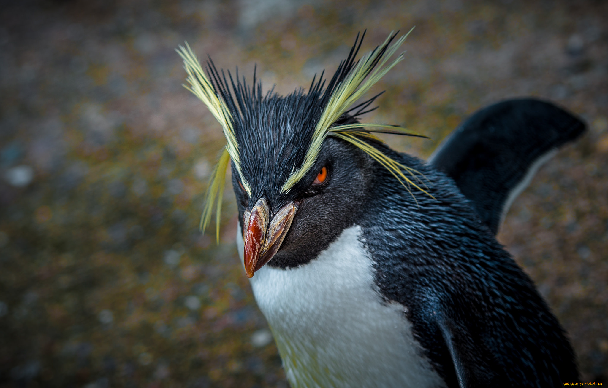 животные, пингвины, пингвин