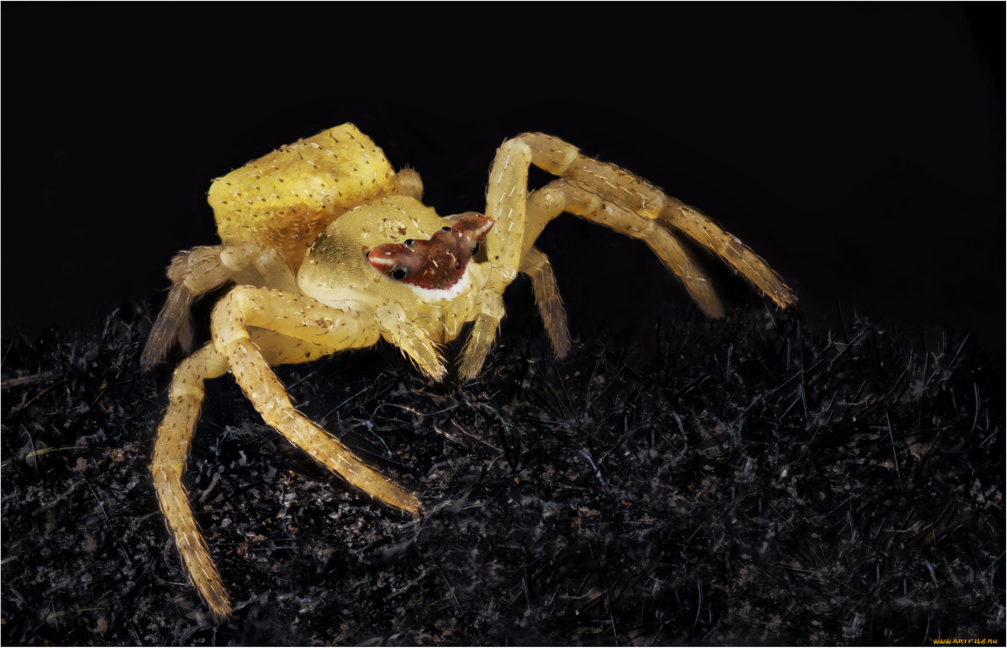 животные, пауки, паук