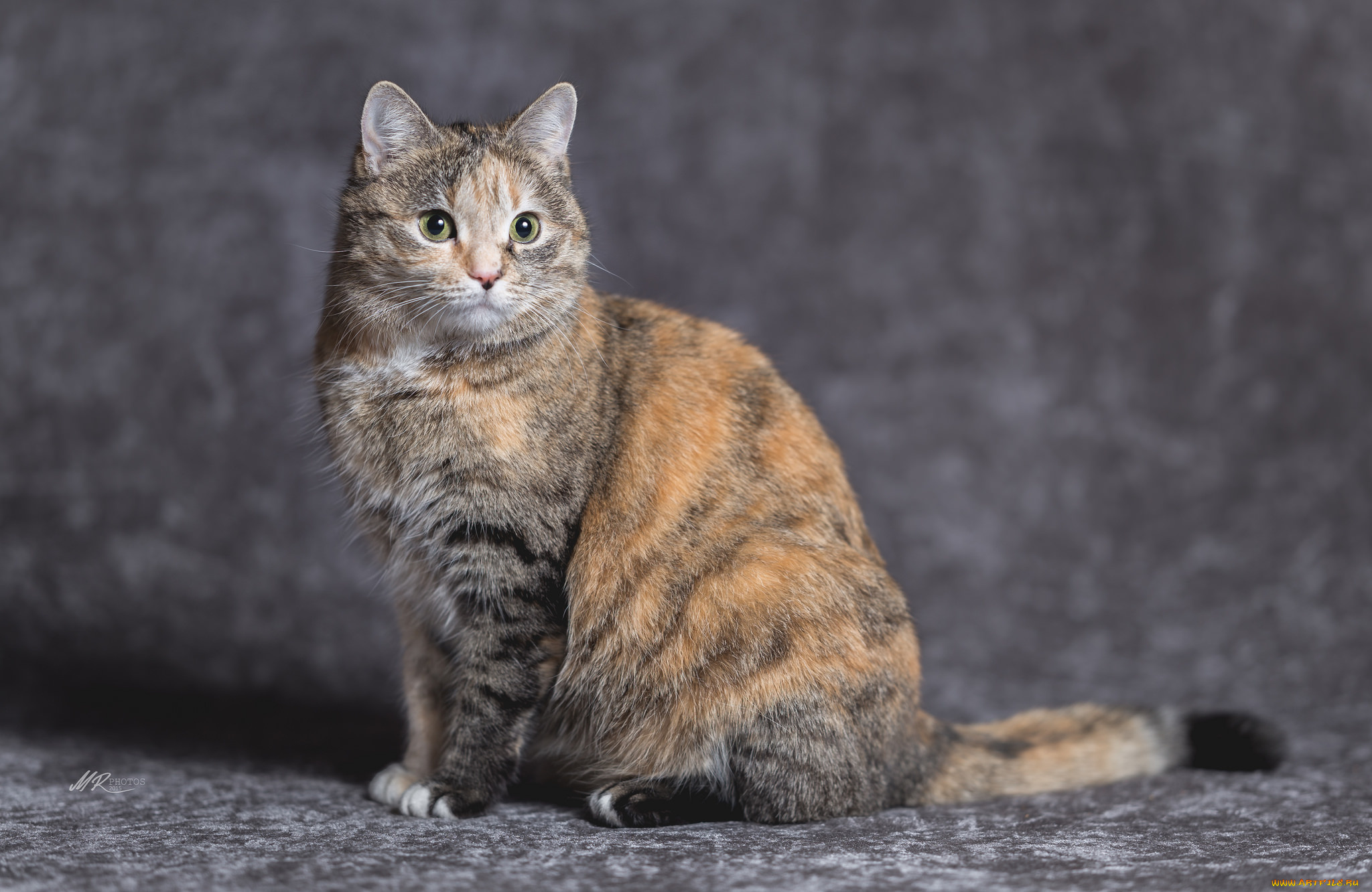 животные, коты, киса