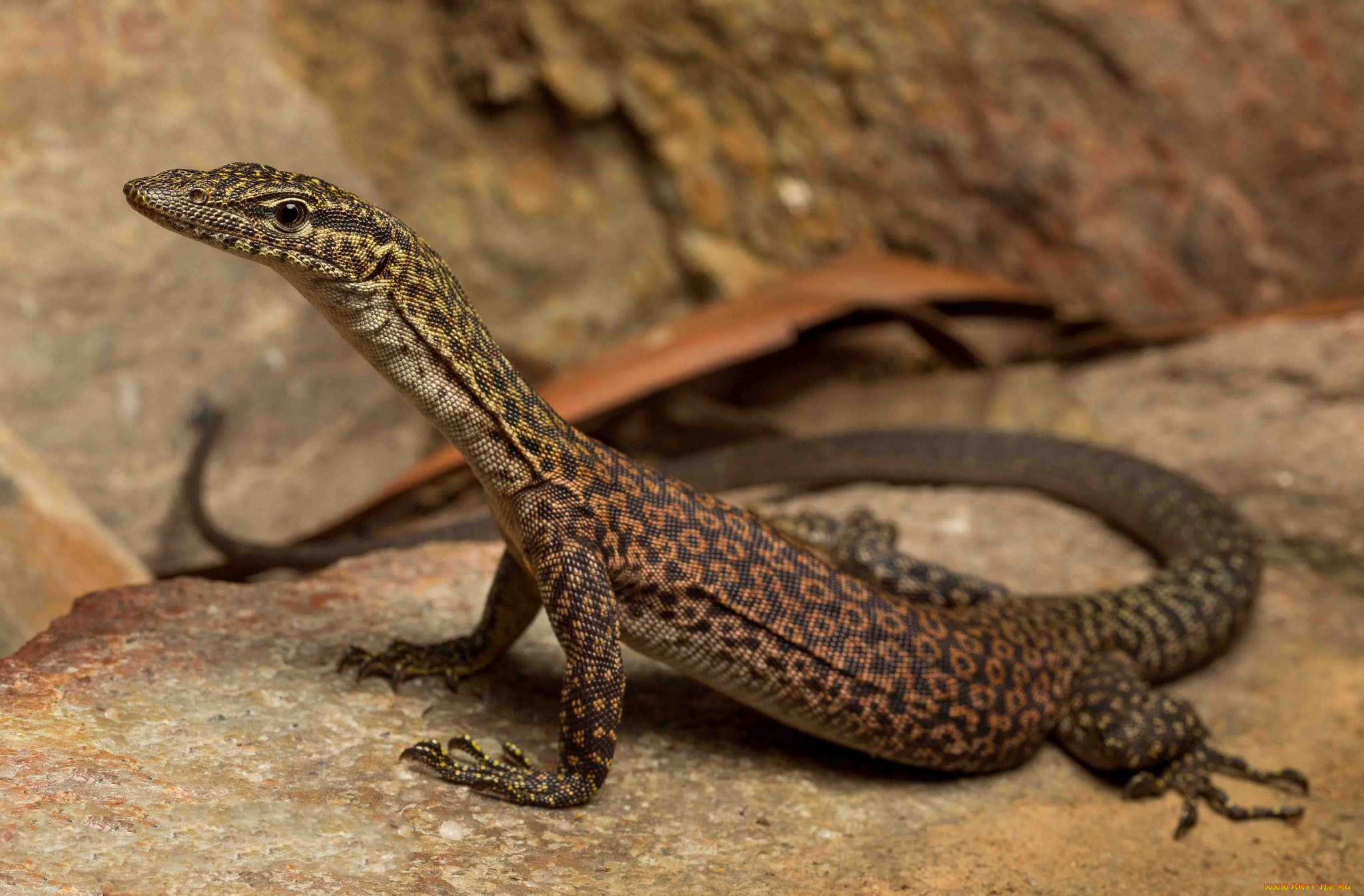 животные, Ящерицы, , игуаны, , вараны, варанчик