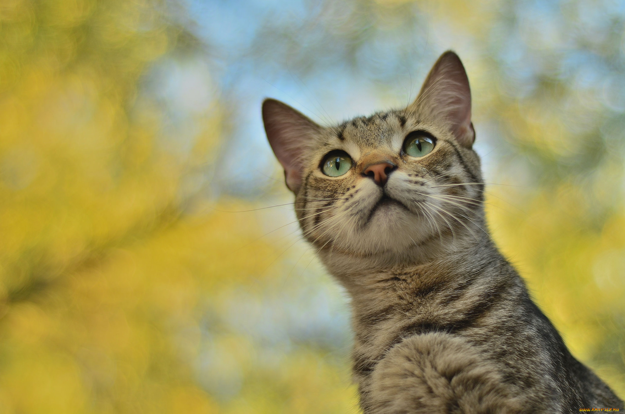 животные, коты, кот