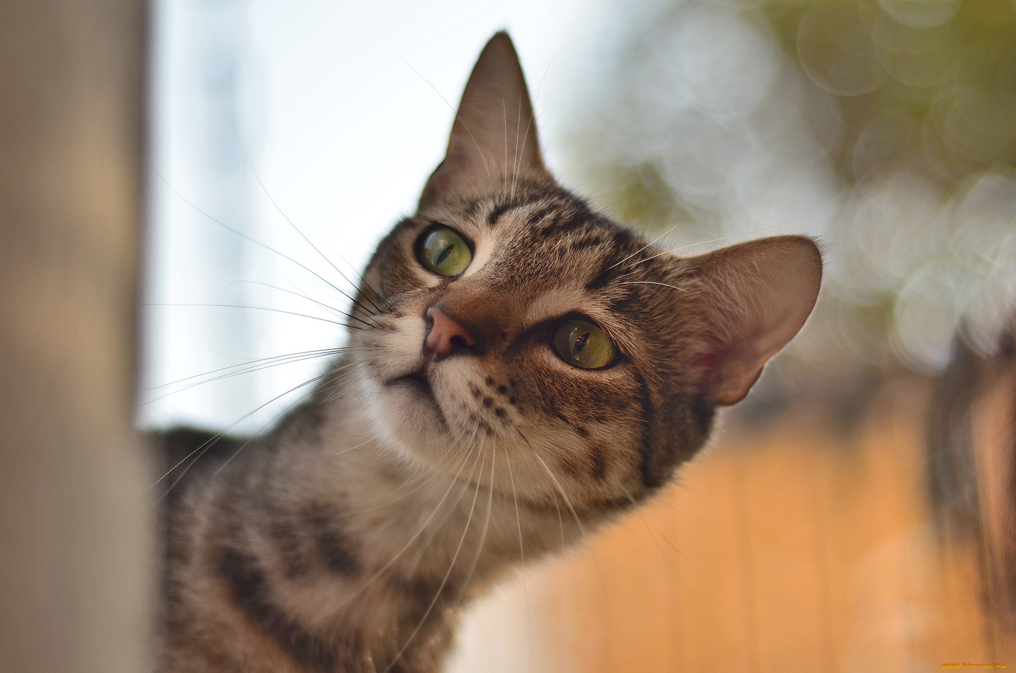 животные, коты, кот