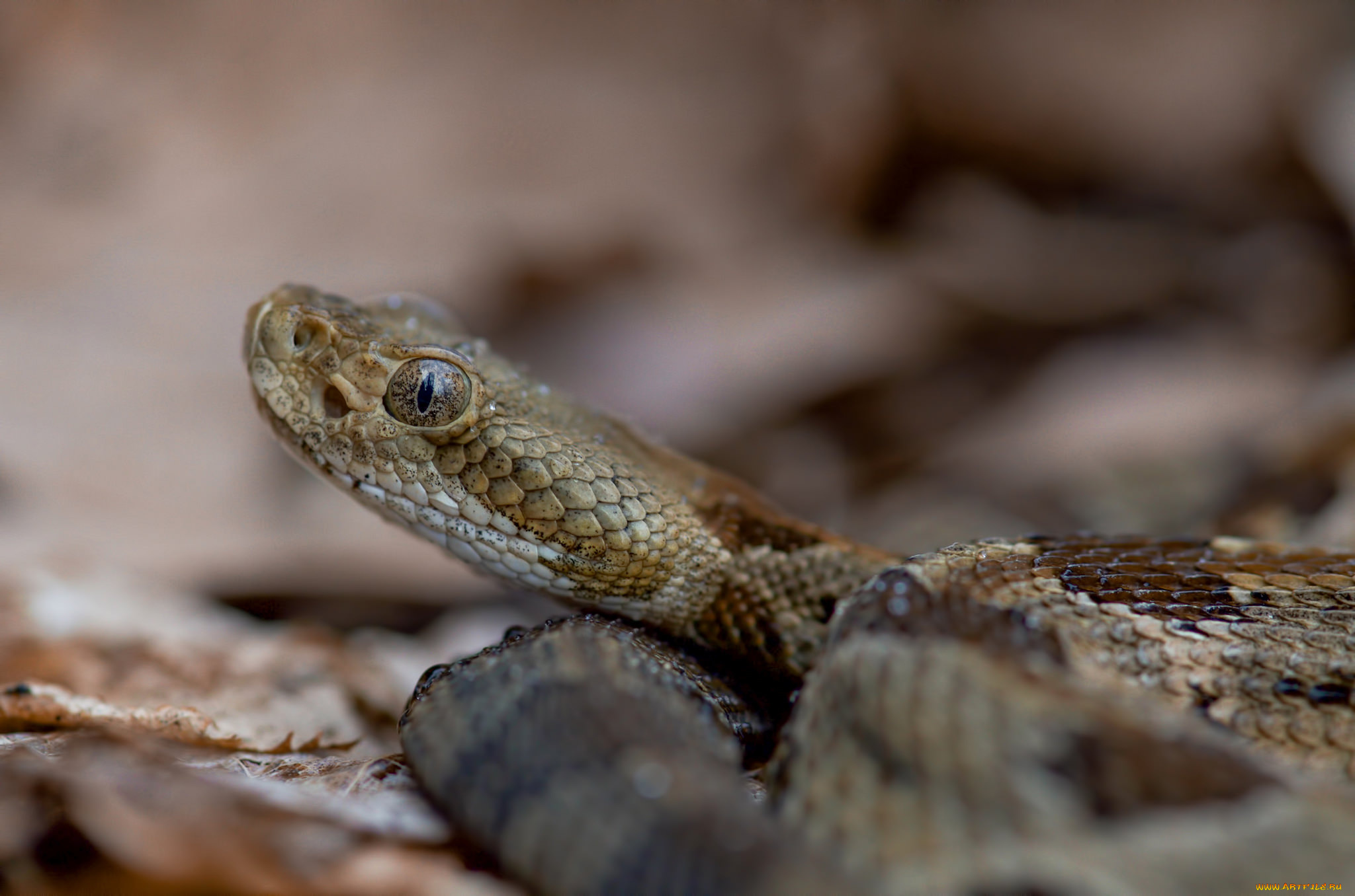 животные, змеи, , питоны, , кобры, змея