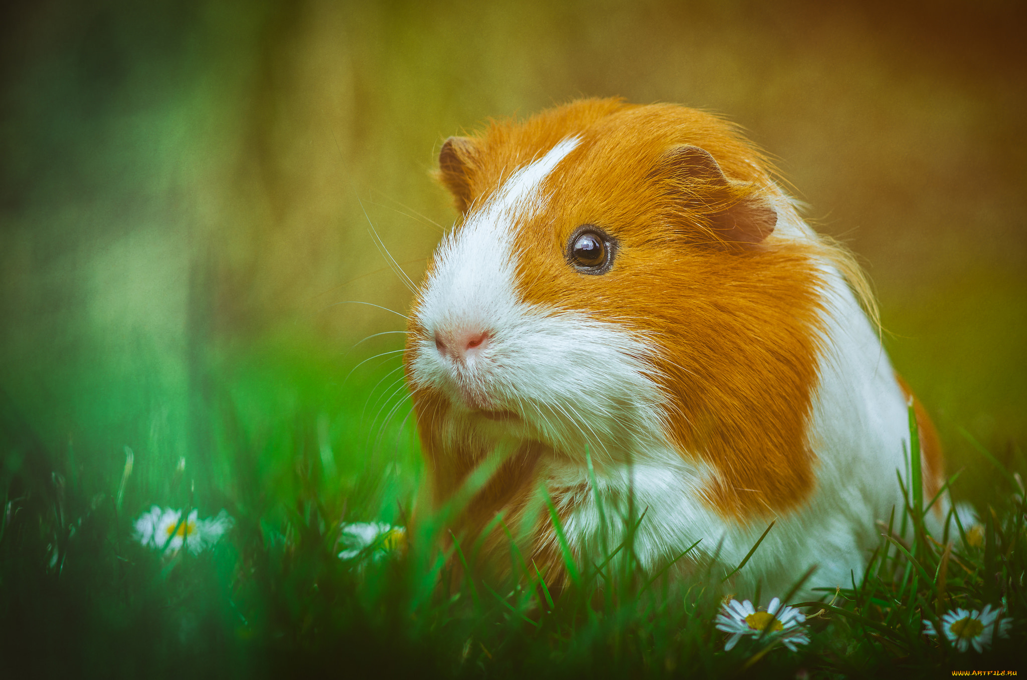 животные, морские, свинки, , хомяки, свинка