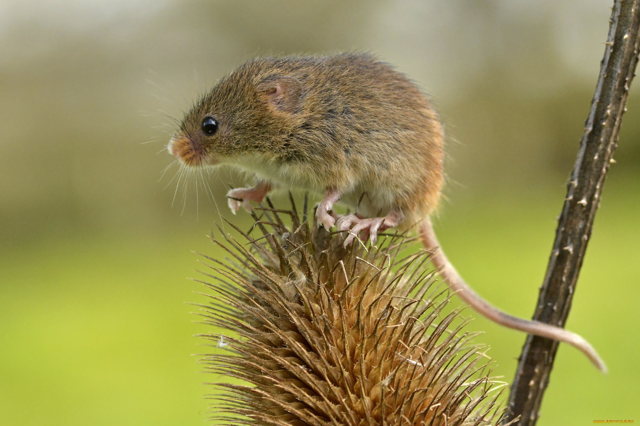 животные, крысы, , мыши, мышка