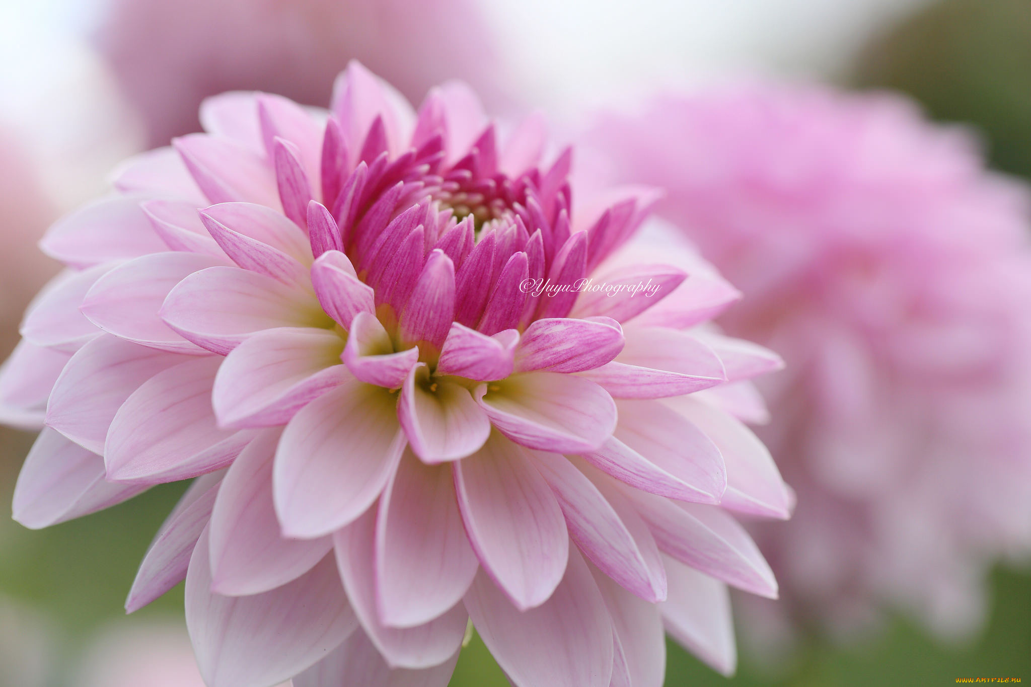 цветы, георгины, георгина