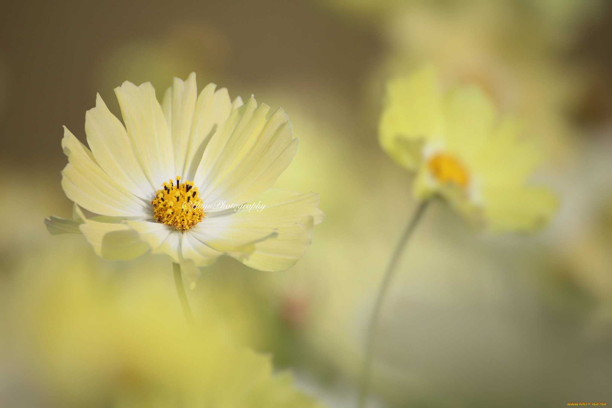 цветы, космея, макро