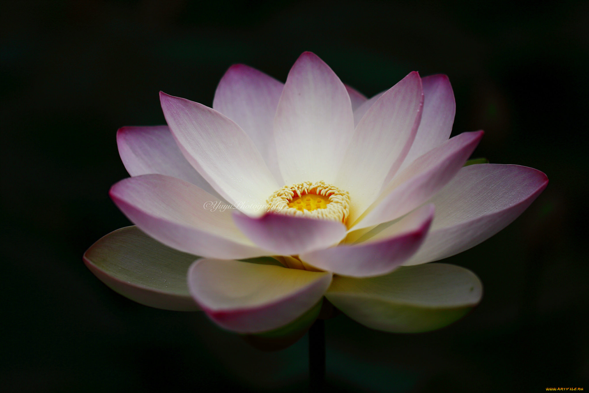 цветы, лотосы, лотос