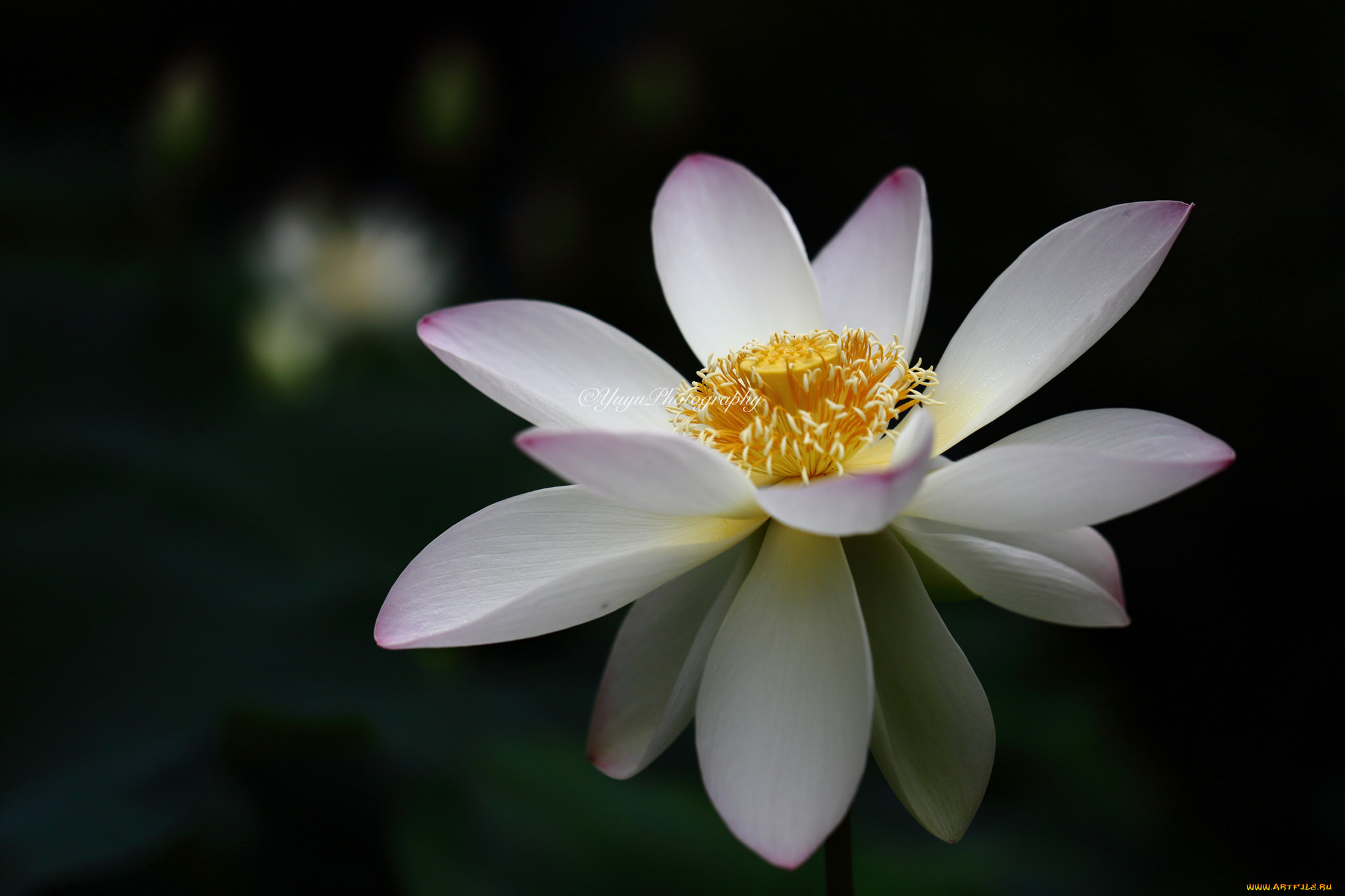 цветы, лотосы, лотос