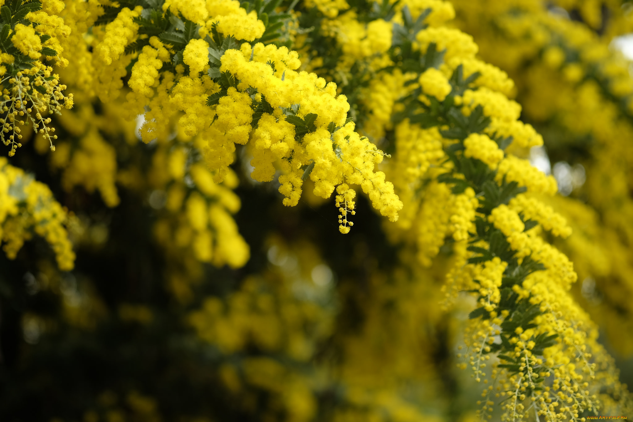 цветы, мимоза, желтый, пушистый, макро, весна
