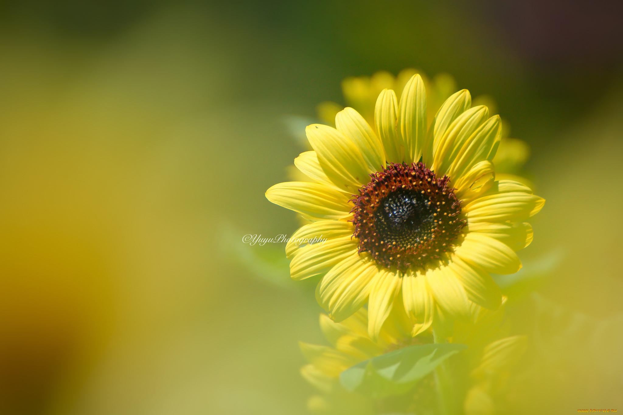 цветы, подсолнухи, подсолнух, размытость