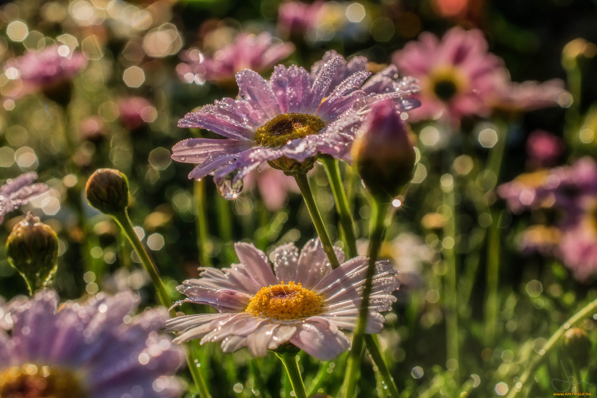 цветы, ромашки, бутоны, макро, роса