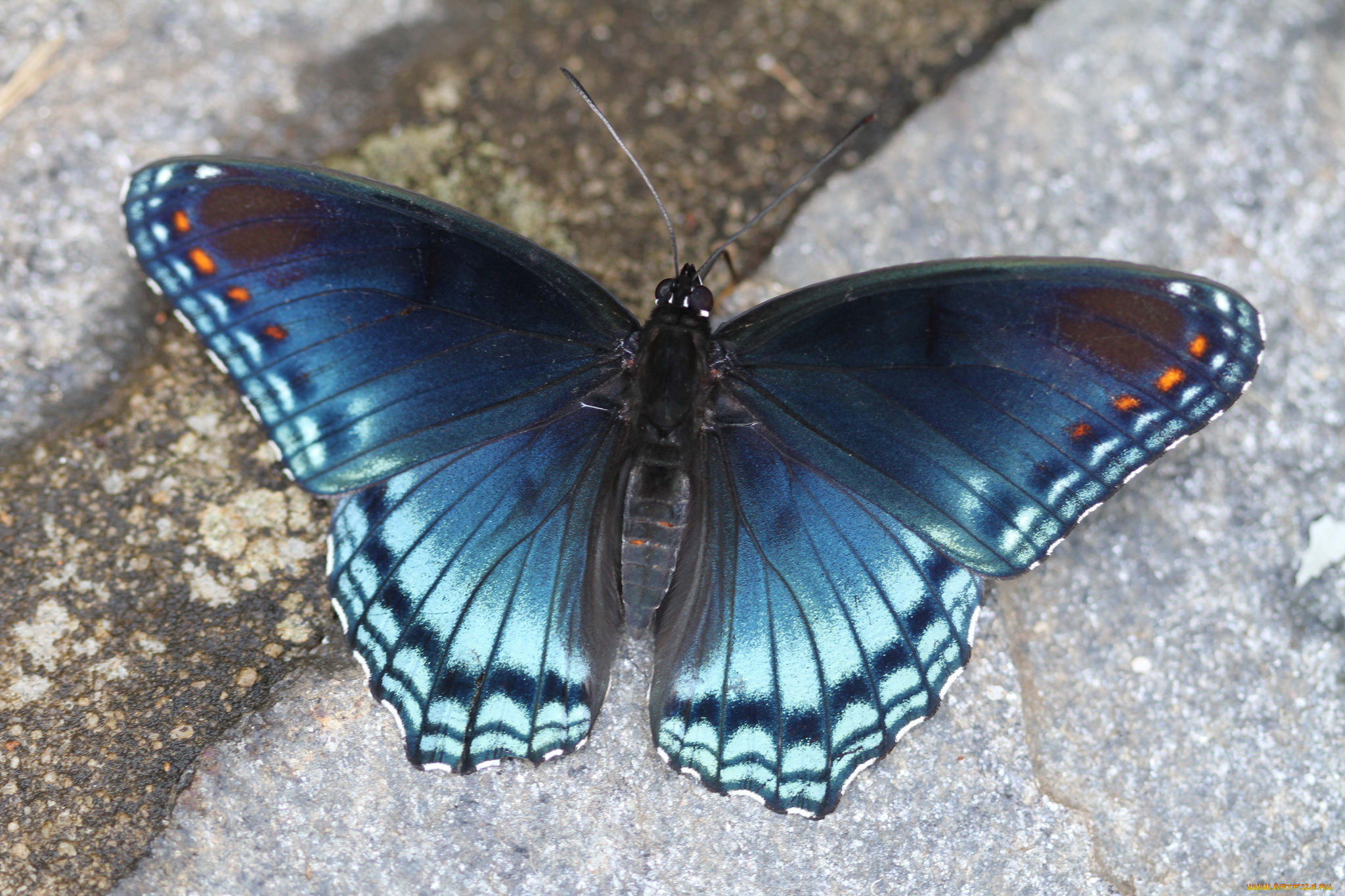 животные, бабочки, , мотыльки, , моли, бабочка