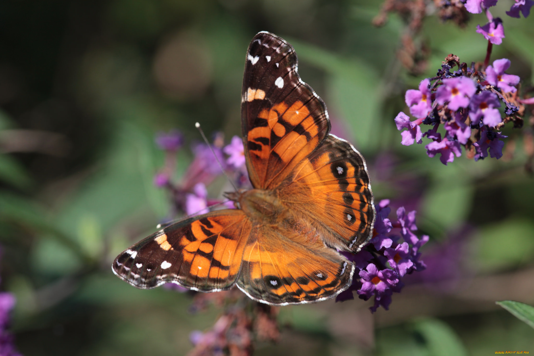 животные, бабочки, , мотыльки, , моли, бабочка