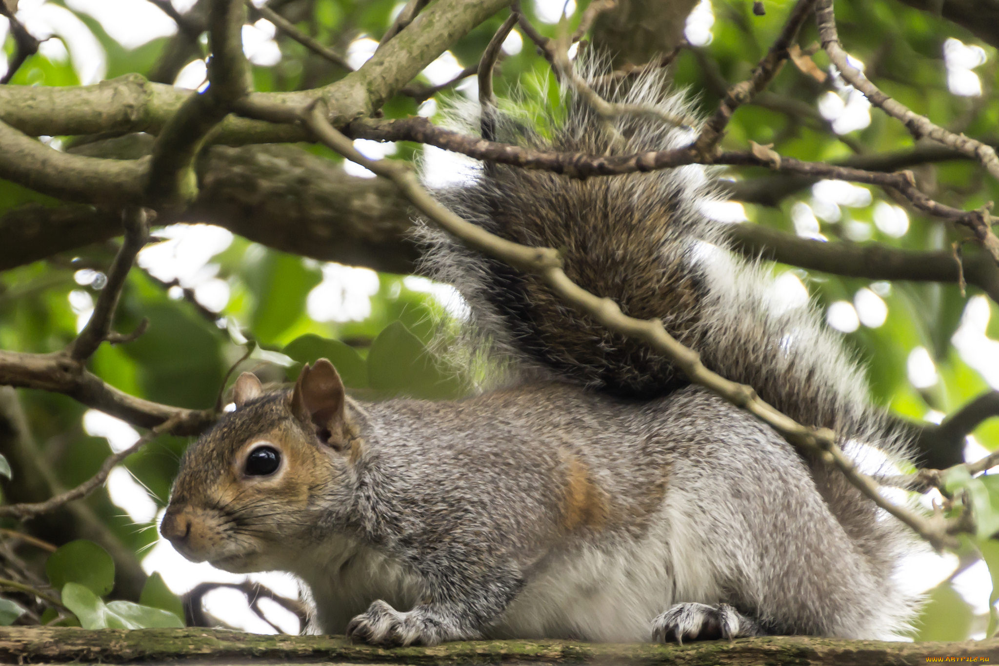 животные, белки, белка