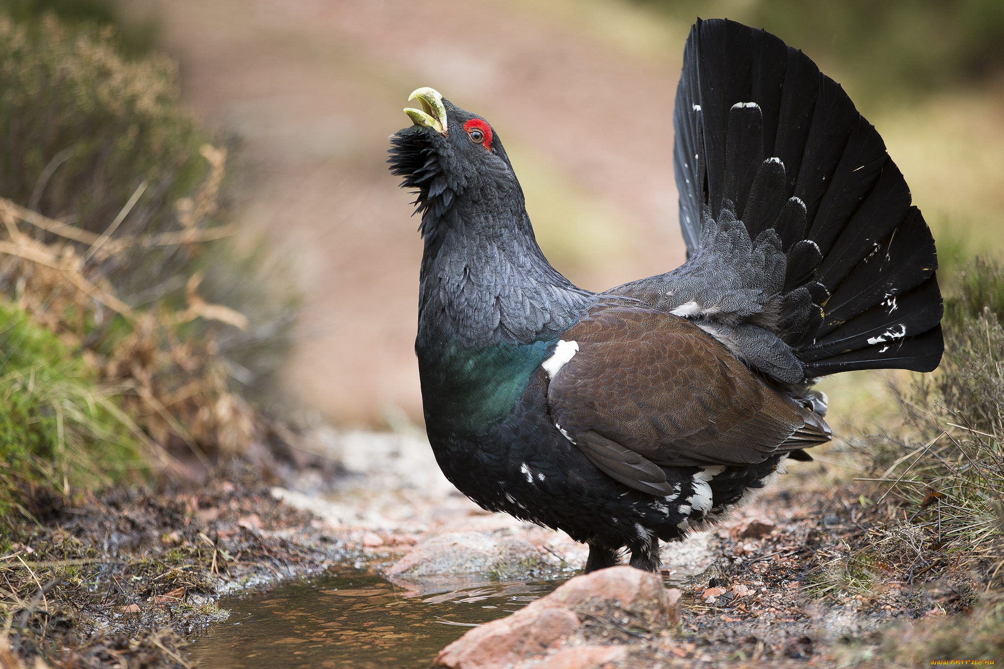 животные, глухари, , тетерева, птичка