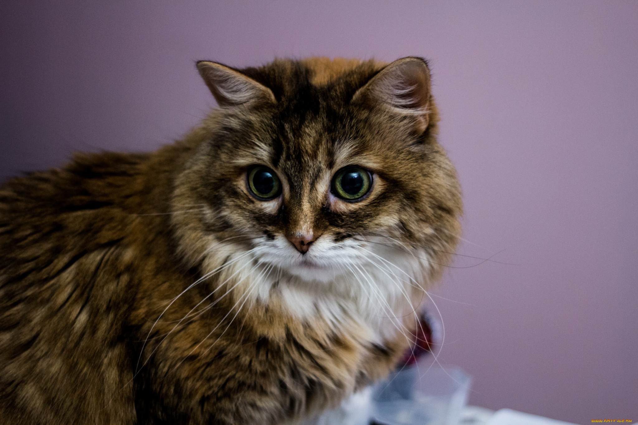 животные, коты, киса