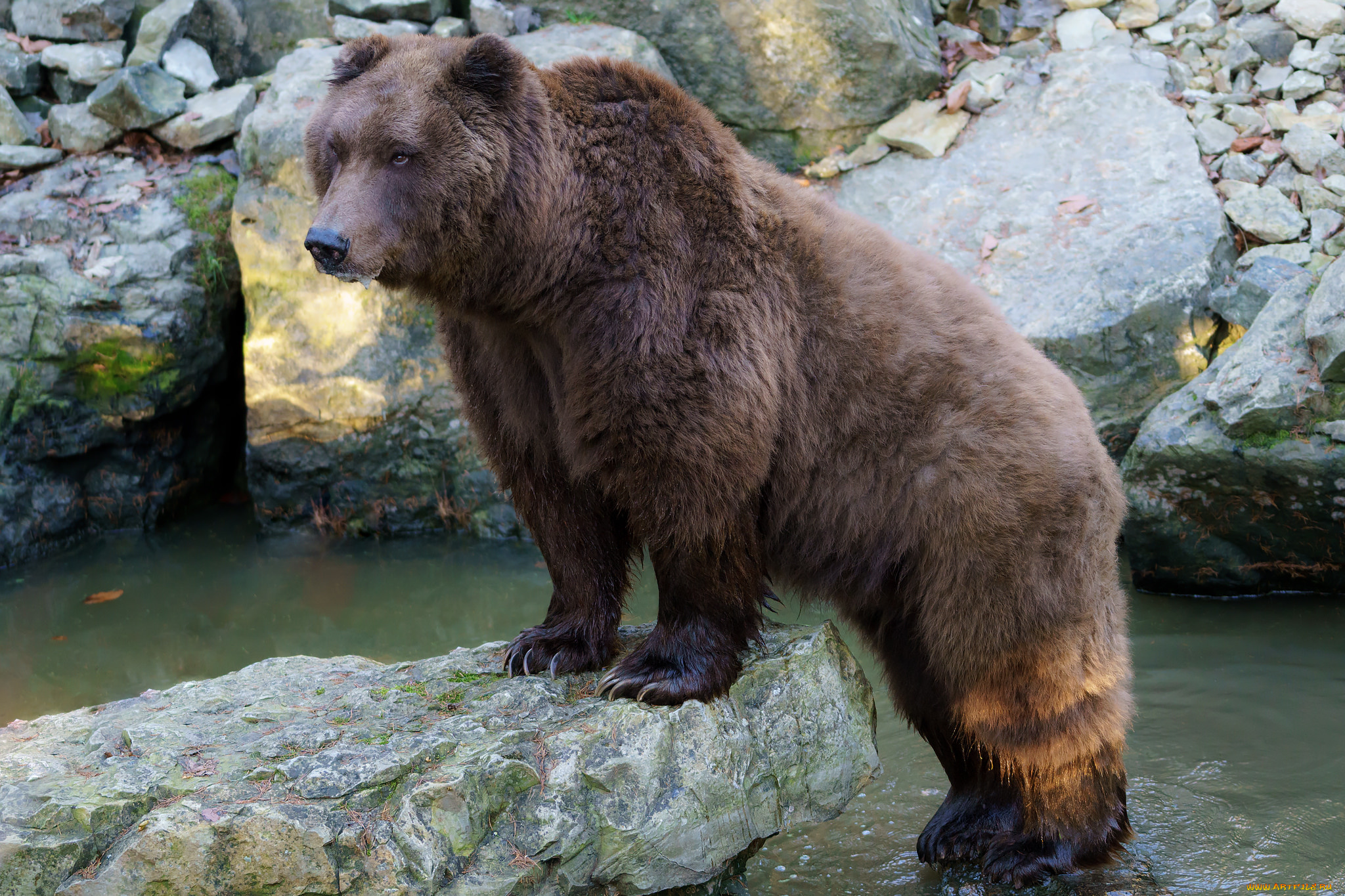 животные, медведи, миша