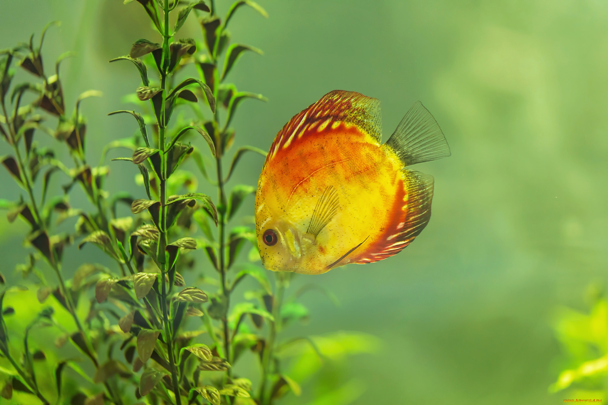 животные, рыбы, вода, водоросли, рыба