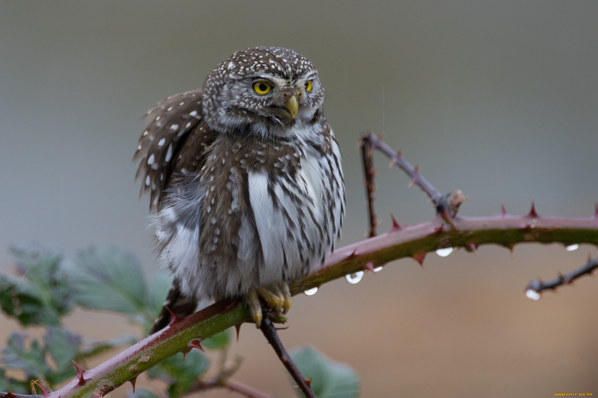 животные, совы, птичка