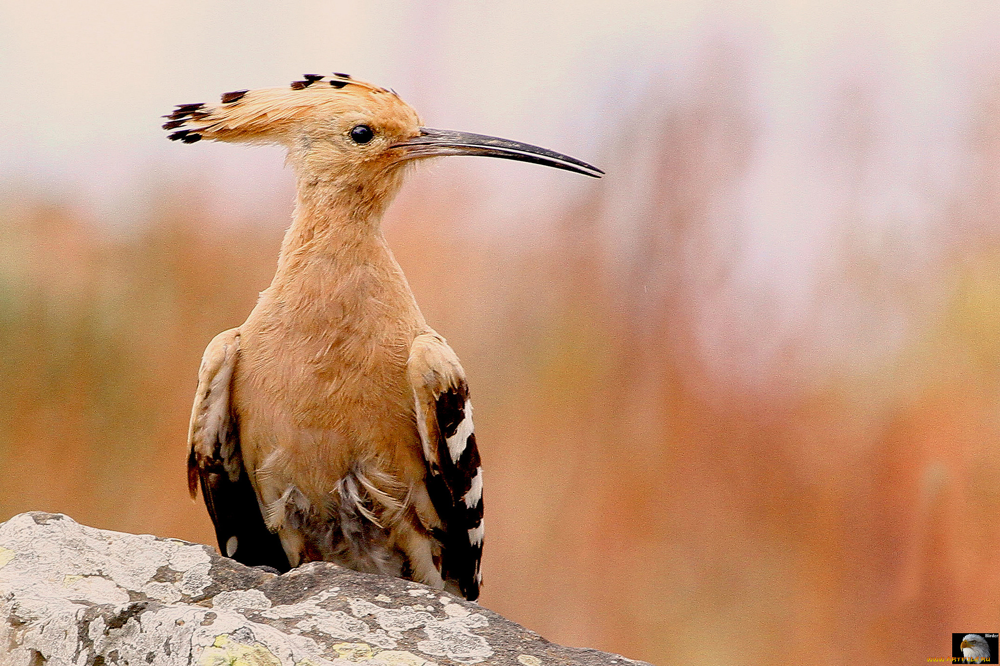 животные, удоды, птичка