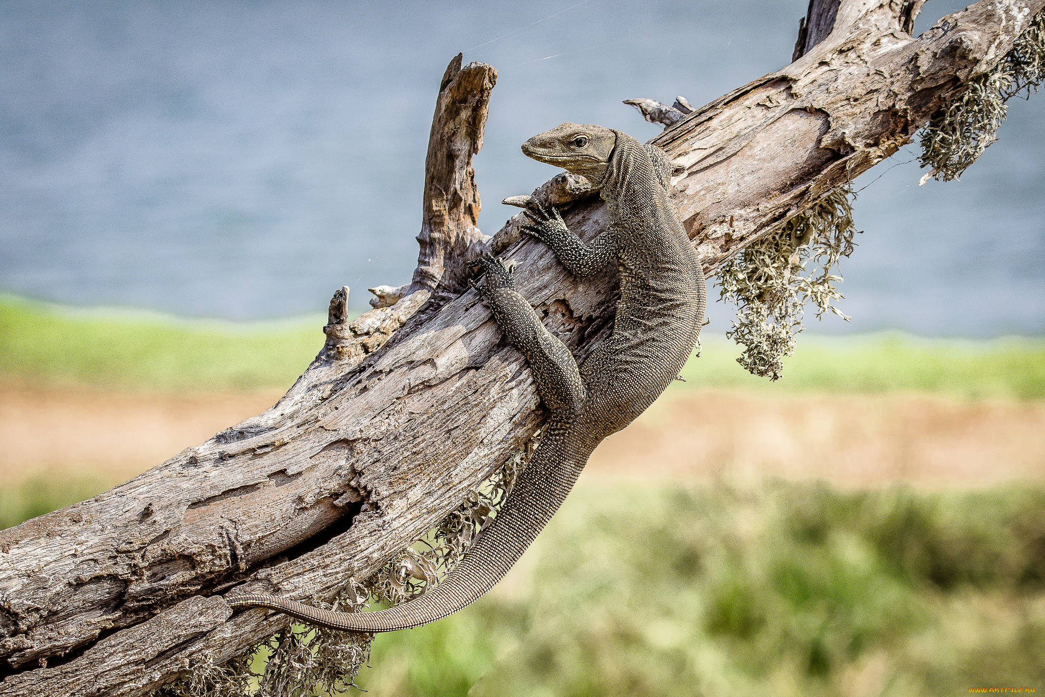 животные, Ящерицы, , игуаны, , вараны, варан