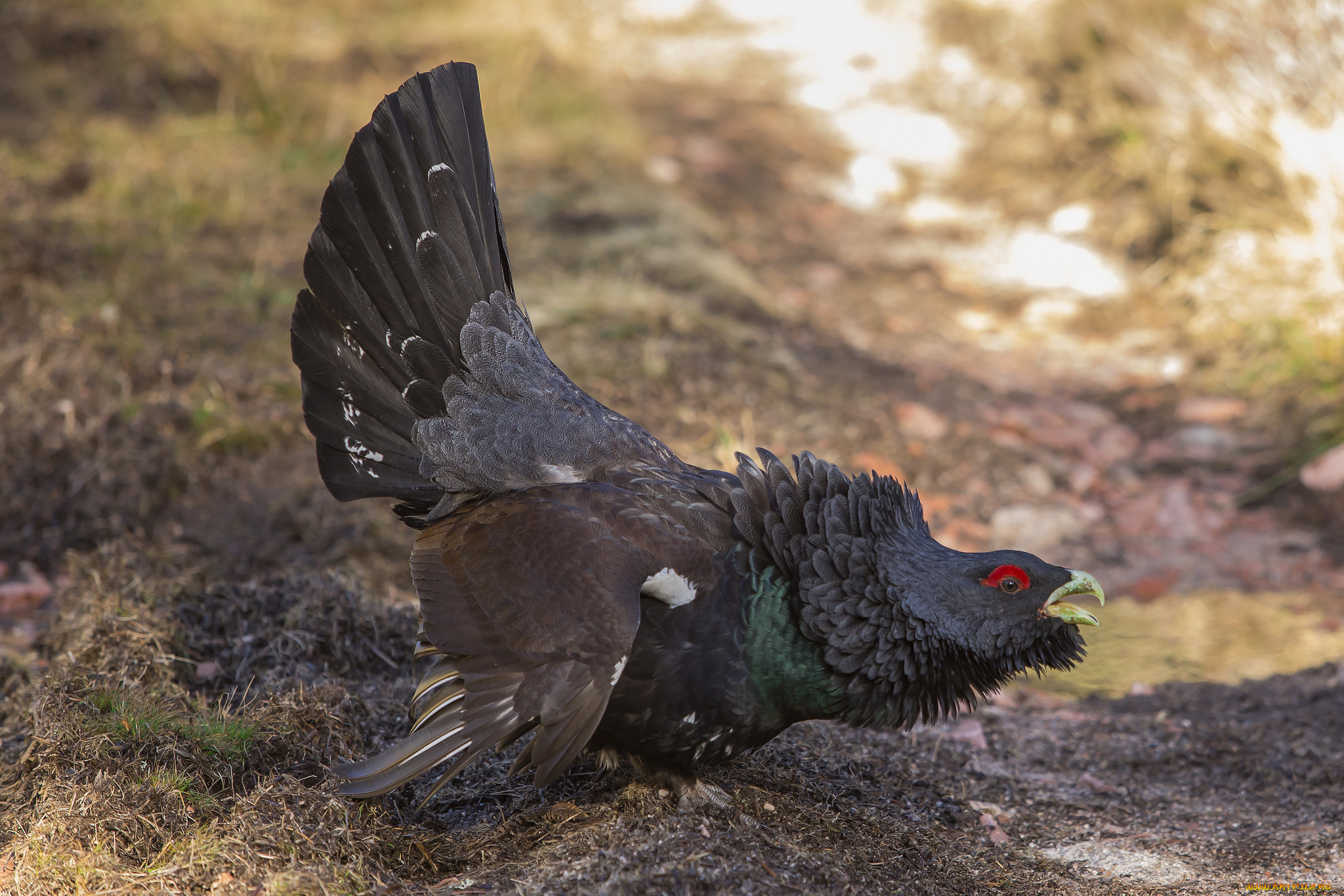 животные, глухари, , тетерева, птичка